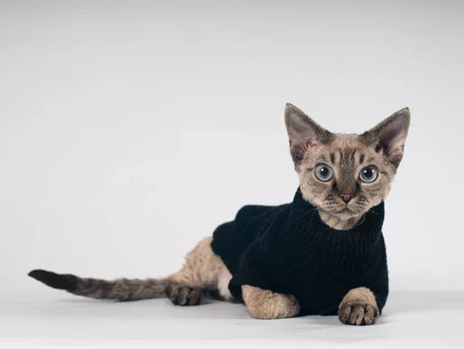 ¿Tu Gato No Usa el Arenero? Razones y Soluciones para un Hogar sin Accidentes