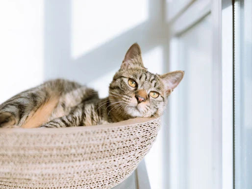 Gatos Destructores: Cómo Evitar que Arañen Muebles y Qué Productos Usar