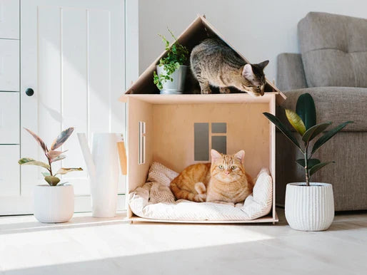 Entrenamiento de Obediencia para Gatos en Bogotá: Consejos para Mejorar la Convivencia con tu Felino