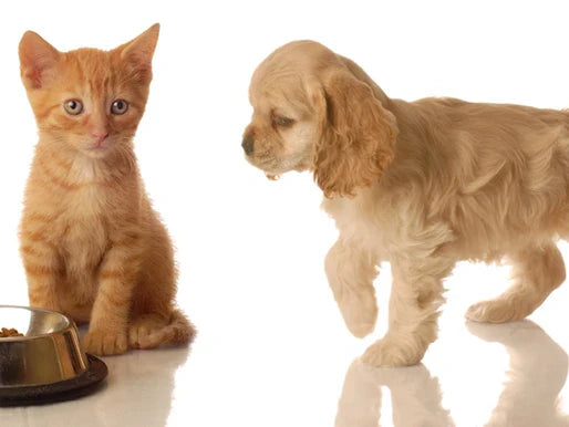 Guía Completa para el Cuidado de Cachorros y Gatitos en Bogotá: Alimentación, Salud y Adiestramiento