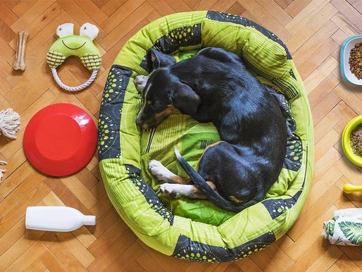 Equipamiento Esencial para Actividades al Aire Libre con tu Mascota en Bogotá