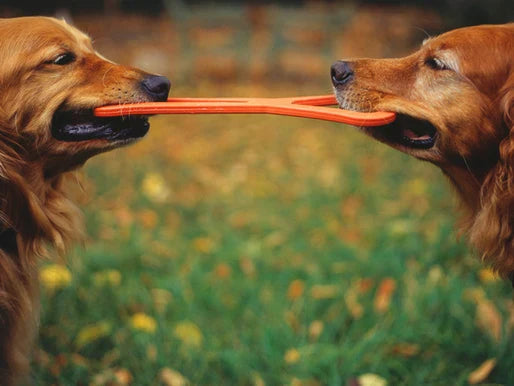 La Importancia del Ejercicio Mental en tus Mascotas: Más Allá de la Actividad Física en Bogotá