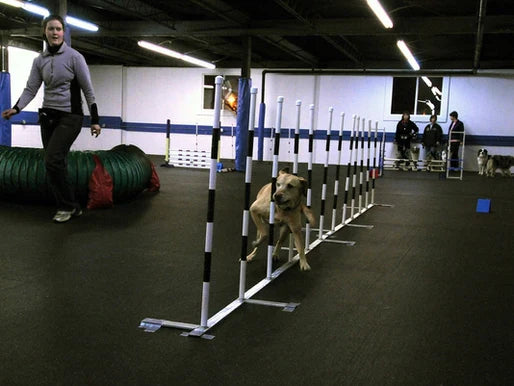 Guía Completa de Entrenamiento de Obediencia para Perros en Bogotá