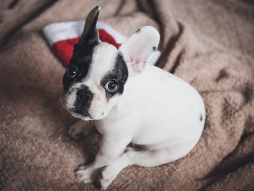 ¡Descubre el Secreto para Criar un Cachorro Saludable en Bogotá!