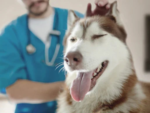 Guía Completa para el Cuidado de la Salud Canina en Bogotá: Nutrición, Ejercicio y Prevención