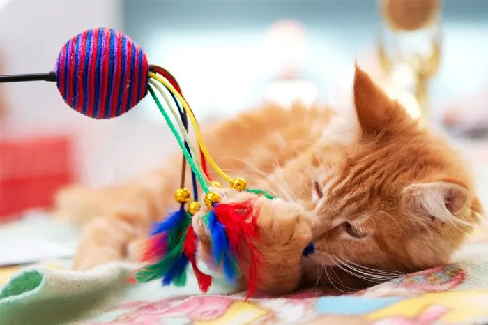 Los Mejores Juguetes Interactivos para Gatos: Estimula y Diversifica el Bienestar de tu Felino en Bogotá