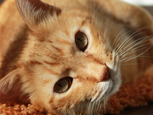 Guía Completa para el Cuidado de Gatos en Bogotá: Consejos para un Bienestar Óptimo