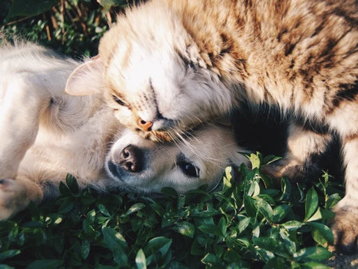 La Importancia del Juego en el Desarrollo de Cachorros y Gatitos en Bogotá