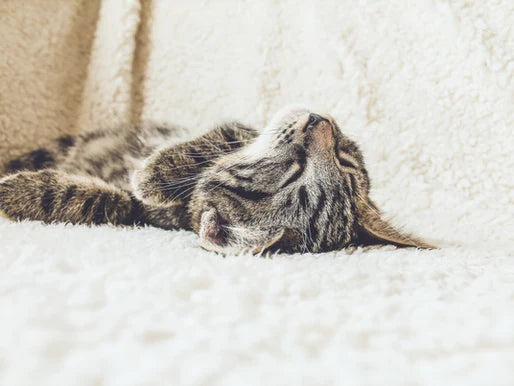 Cómo Lograr la Convivencia Perfecta con tu Gato en Bogotá: Tips y Consejos Esenciales
