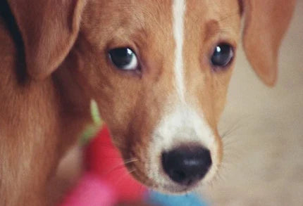 La Mala Crianza de Mascotas: Cómo Afecta el Comportamiento y la Convivencia con su Dueño en Bogotá